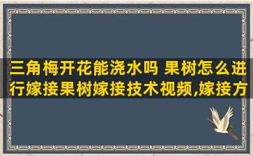 三角梅开花能浇水吗 果树怎么进行嫁接果树嫁接技术视频,嫁接方法图解